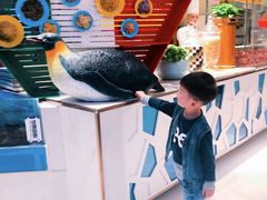 -帝企鹅自助餐厅•儿童岛•真企鹅(长隆企鹅酒店)