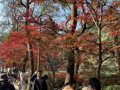 -十八棵（老龙井）御茶园(老龙井店)