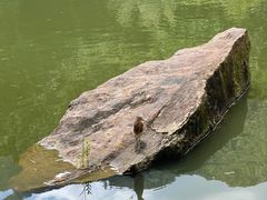 -深圳仙湖植物园