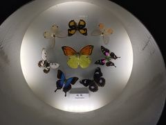 -上海昆虫博物馆