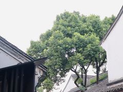 -鲁镇