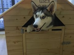 -Husky Go! 哈士奇体验馆·宠物咖啡厅狗咖
