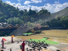 -西双版纳原始森林公园