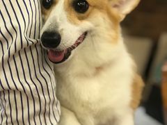 -more than meow吴止猫主题餐厅(承德 中船汇店)