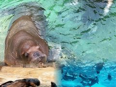 -珠海长隆海洋王国
