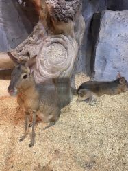 -Zoolung Zoolung动物主题公园(海信广场店)