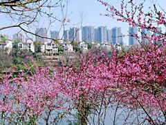 -重庆彩云湖湿地公园