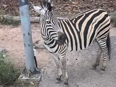 -清迈夜间动物园