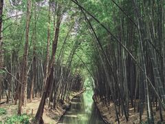 -同里国家湿地公园