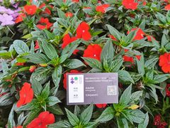 -深圳仙湖植物园