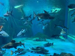 -多彩贵州城极地海洋世界