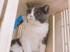 -猫和宫(六道口店)