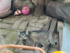 -青藏高原野生动物园