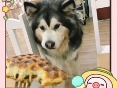 -李小姐の猫咖啡馆(五角场店)