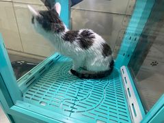 -萌兽医馆·宠物医院·猫骨科(创景店)