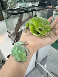 -神奇动物撸宠馆·羊驼·小浣熊·异宠(豫园店)