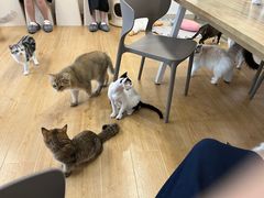 -有喵·猫咖·狗咖·30几只猫10只小狗(岗厦店)