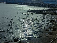 -烟墩角天鹅湖