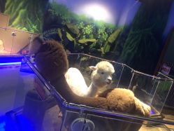 -未来动物城动物主题公园(大悦城店)