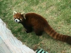 -灵玲国际马戏城