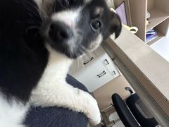 -芭芭拉宠物医院·猫专科·心脏内科·异宠专科(三墩店)