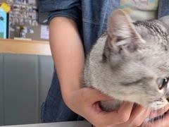 -艾贝尔宠物医院·24H转诊中心·肿瘤猫专科(江宁双龙店)