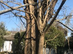 -上海佘山国家森林公园天马山园