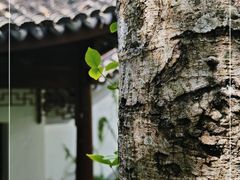 -上海佘山国家森林公园天马山园