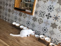 -猫小主咖啡·猫咖cat cafe(福田店)
