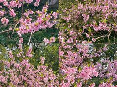 -金鸡湖桃花岛