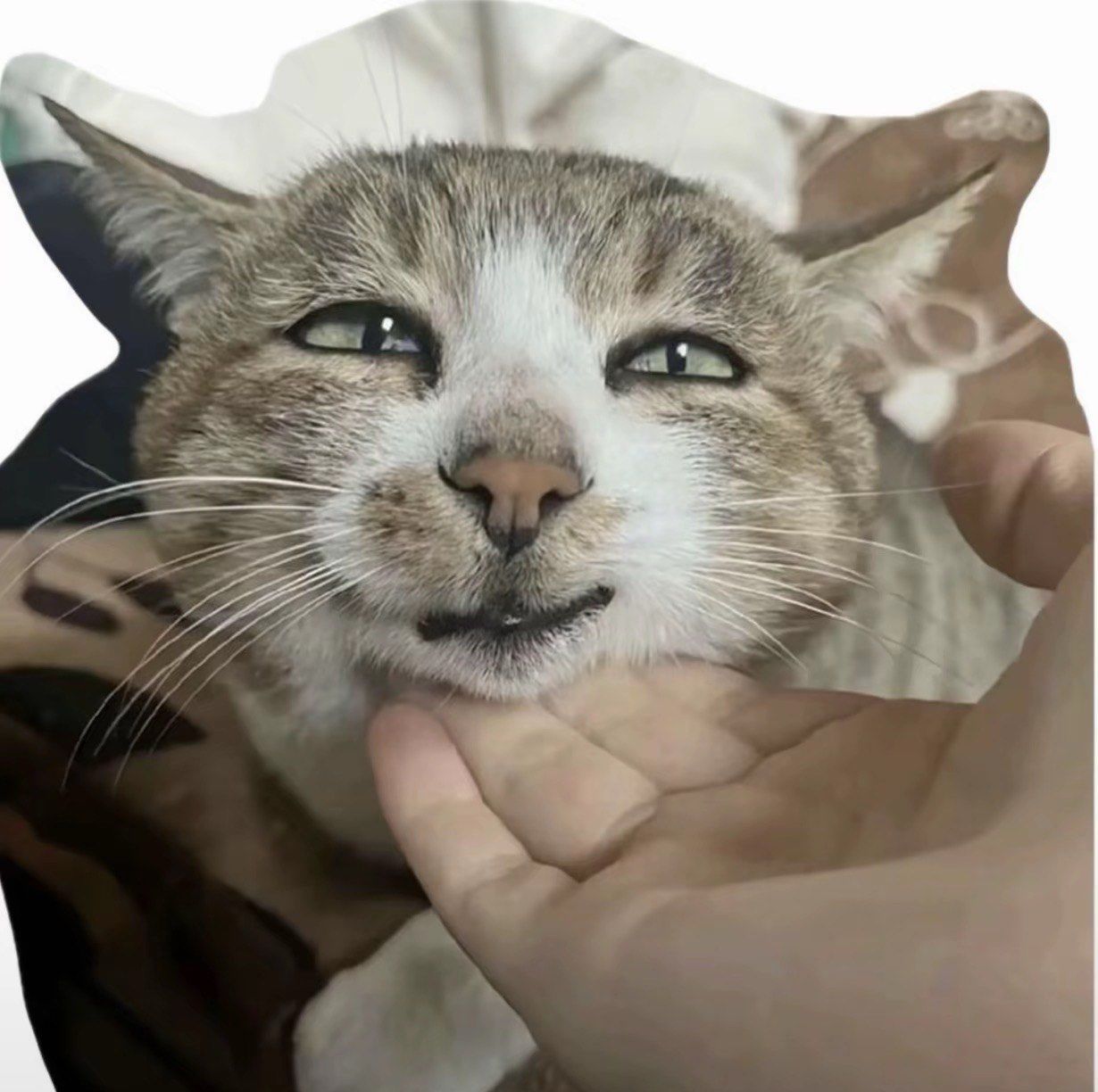 猥琐脸猫咪,你在发骚吗?