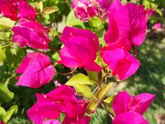 -白石龙音乐公园