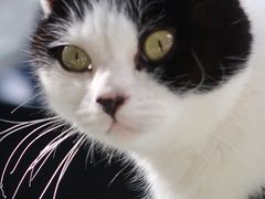 -喵屿·大理花园猫咖