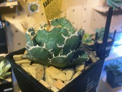 -Rabbit Cafe私房西餐甜点咖啡(栖霞路店)