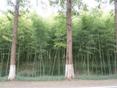 -黄海国家森林公园