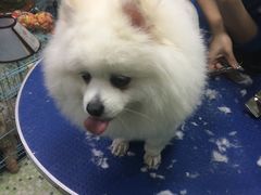 -瑞鹏宠物医院华南总院·夜诊·心脏科·骨科