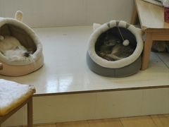 -Let's go狗咖·猫咖·奶狗·桌游(春熙路IFS店)