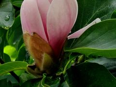 -国家植物园南园