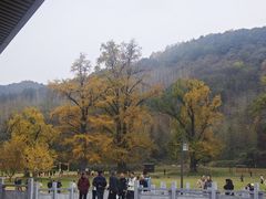 -千年银杏谷文化旅游区