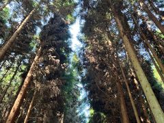 -武陵山森林公园