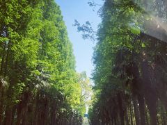 -上海海湾国家森林公园