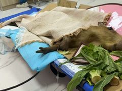 -嘉馨宠物医院·CT影像转诊·心脏科·犬猫全科诊疗中心(下沙大学城院区)
