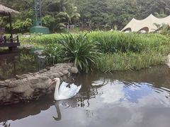 -呀诺达热带雨林