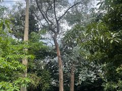 -昆明植物园
