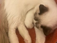 -猫腻·猫咖·撸猫馆(星光大道店)