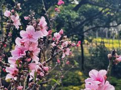 -桃花涧