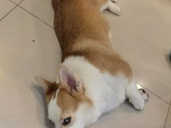 -平行世界·猫咖(首经贸店)