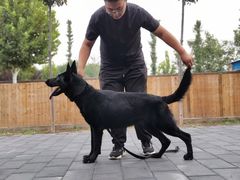 -北京京卫宠物寄养训练中心