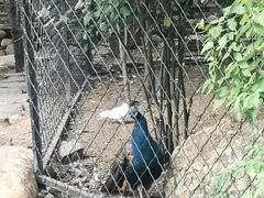 -大鹅岛绿色生态美食园