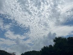 -济州森林小火车生态公园